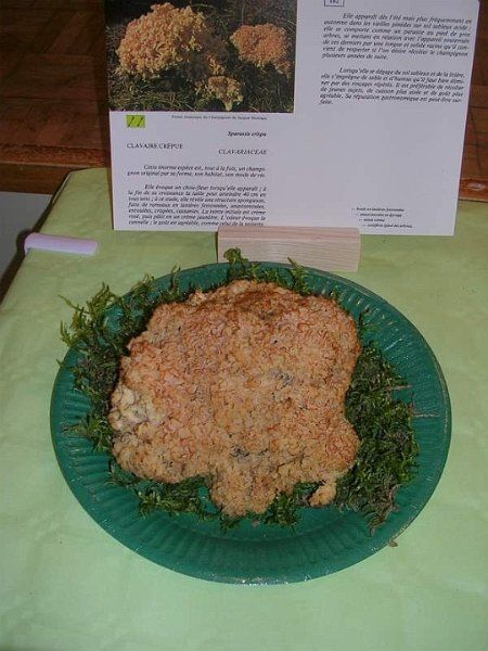 Expo champignons a St Leger 30